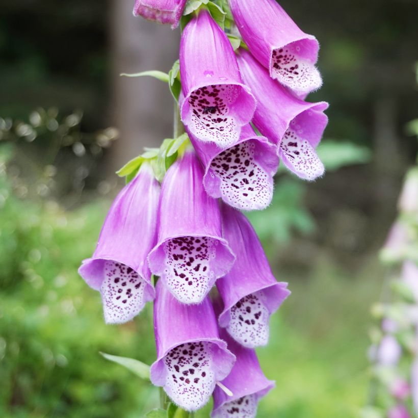 Digitale purpurea - Gant de notre-dame (Flowering)