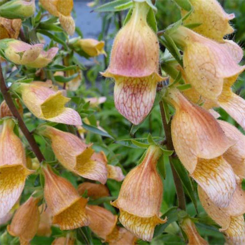 Digitalis Spice Island - Digitale  (Flowering)