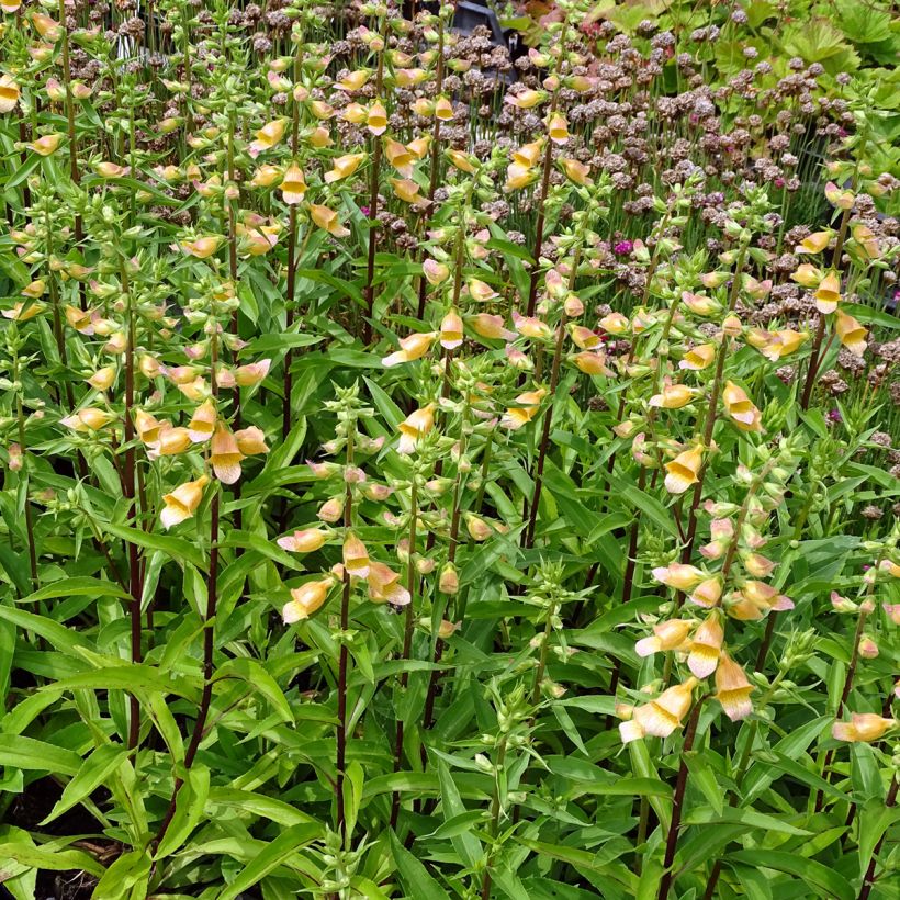 Digitalis Spice Island - Digitale  (Plant habit)