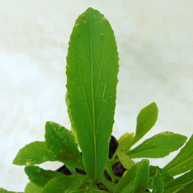 Digitalis Spice Island - Digitale  (Foliage)