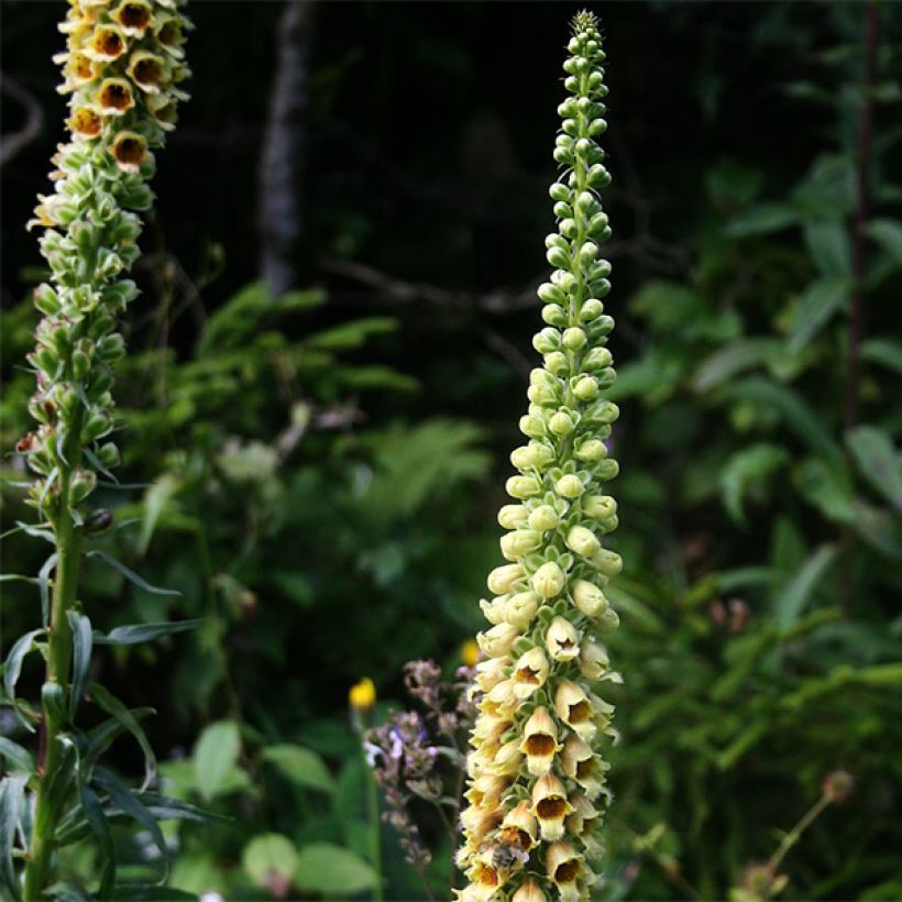 Digitale ferrugineuse - Digitalis ferruginea Gigantea (Flowering)