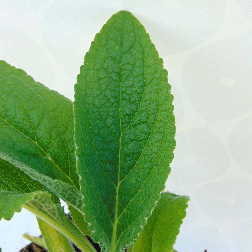 Digitalis purpurea Alba - Digitale pourpre Blanche. (Foliage)