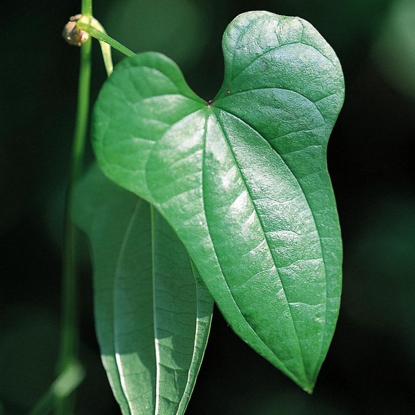 Igname de chine - Dioscorea batatas  (Foliage)