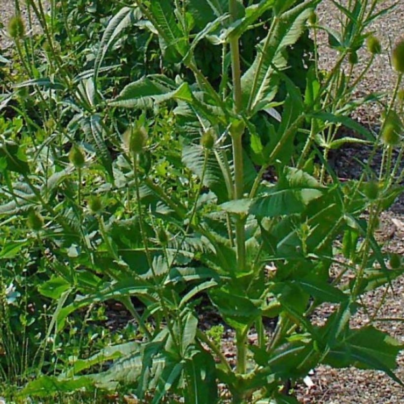 Dipsacus fullonum - Cardère sauvage - Cabaret des oiseaux (Foliage)