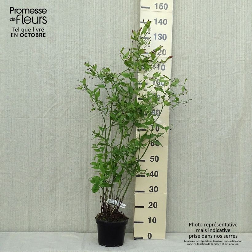 Example of Disporum cantoniense Green Giant - Cloche des fées Pot de 3L/4L as you get in automne