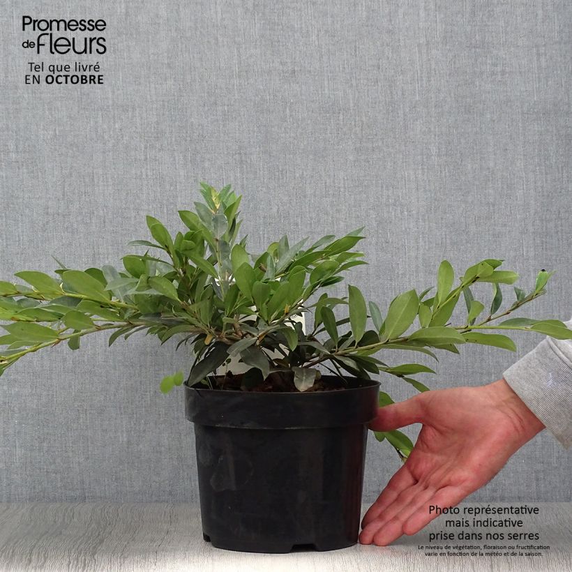 Example of Distylium Vintage Jade Pot de 2L/3L as you get in automne