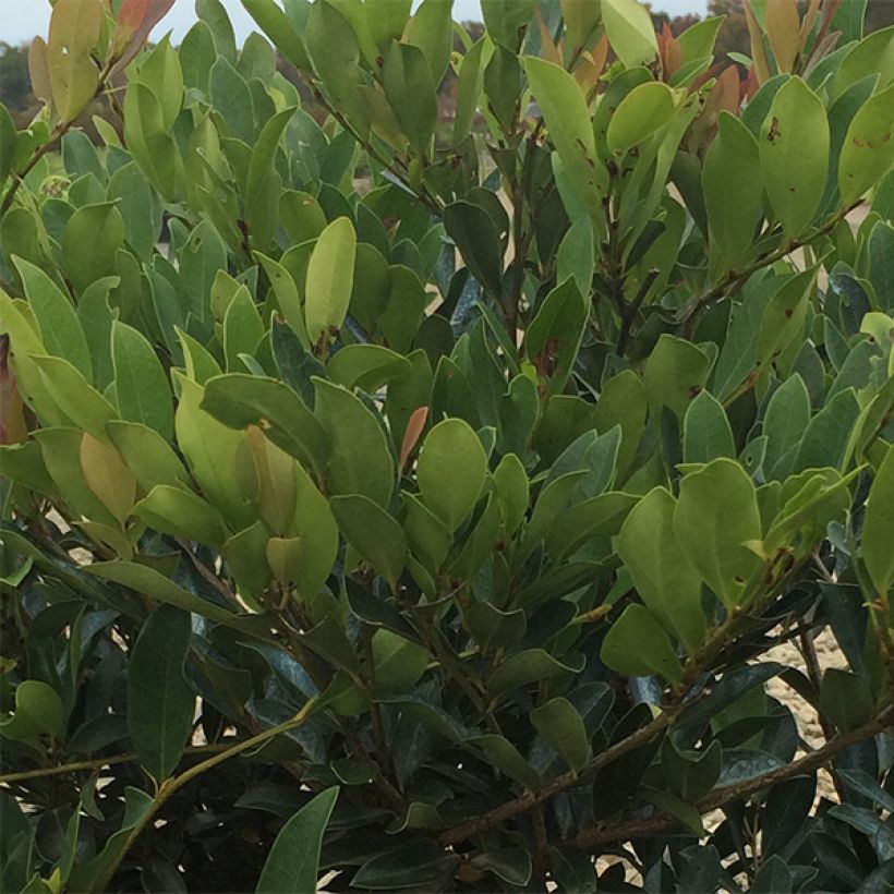 Distylium (x) Blue Cascade (Foliage)