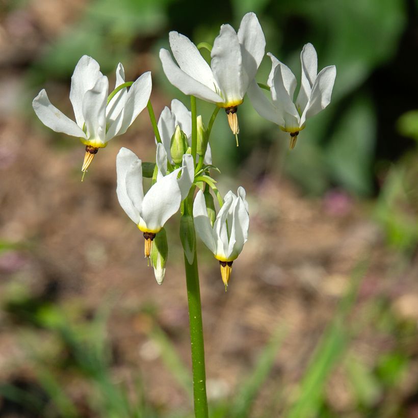 Dodecatheon meadia Album - Gyroselle de Virginie (Flowering)
