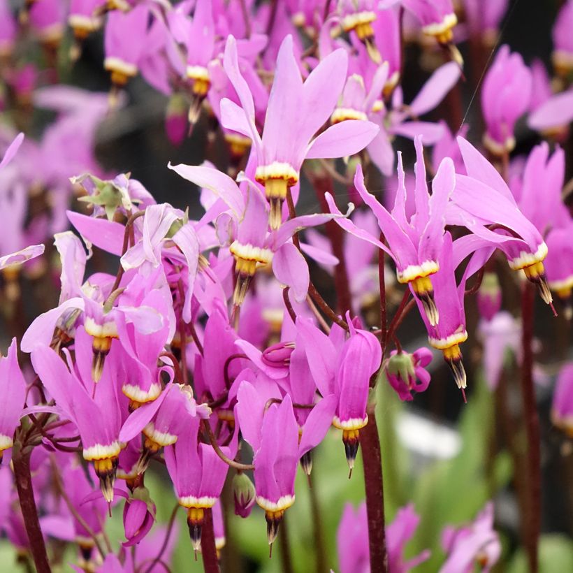 Dodecatheon meadia Queen Victoria (Flowering)
