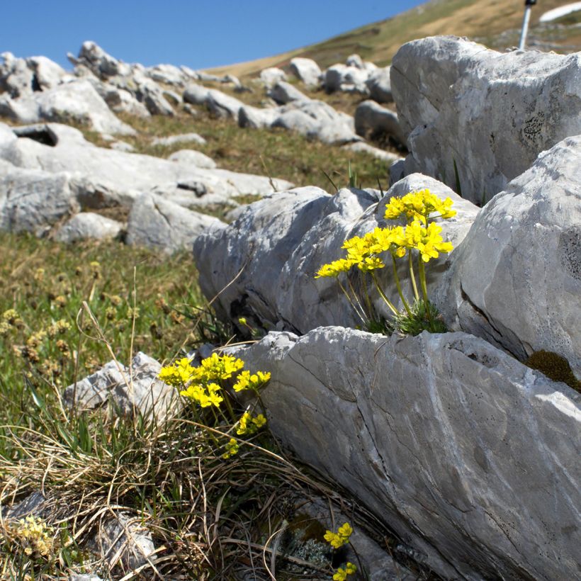 Draba aizoides - Drave faux Aïzoon (Plant habit)