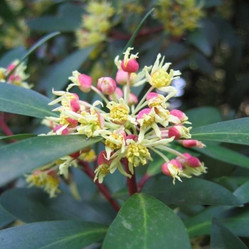 Drimys Red Spice - Poivre de Tasmanie (Flowering)