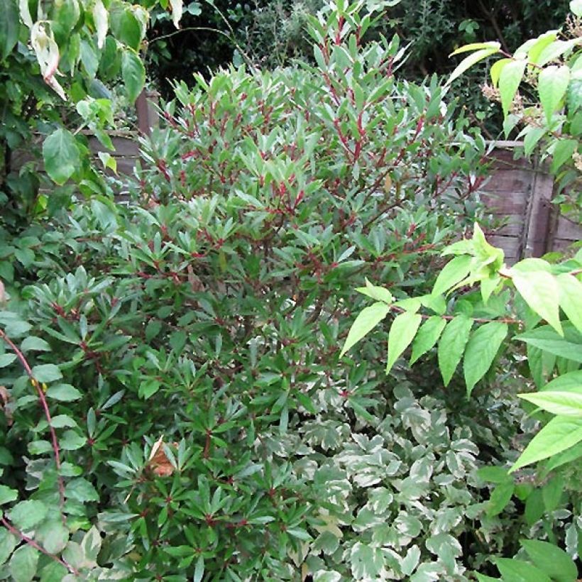 Drimys Red Spice - Poivre de Tasmanie (Plant habit)
