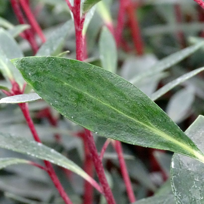 Drimys Red Spice - Poivre de Tasmanie (Foliage)