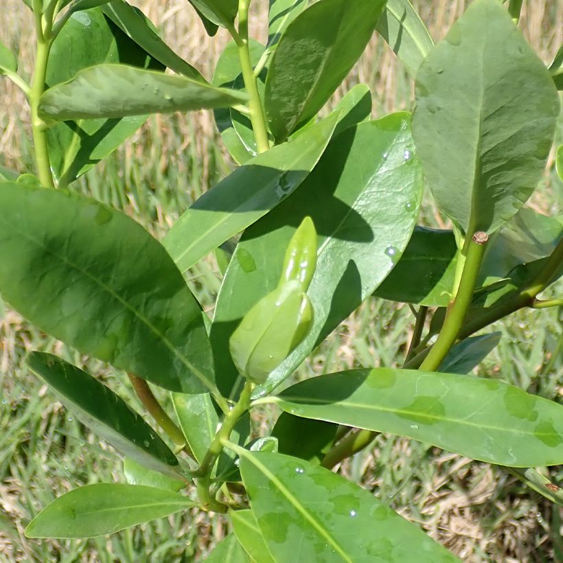 Drimys winteri - Cannelle de Magellan (Foliage)