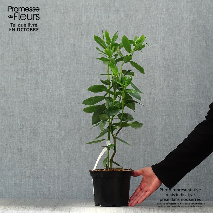 Example of Drimys winteri - Cannelle de Magellan Pot de 3L/4L as you get in automne