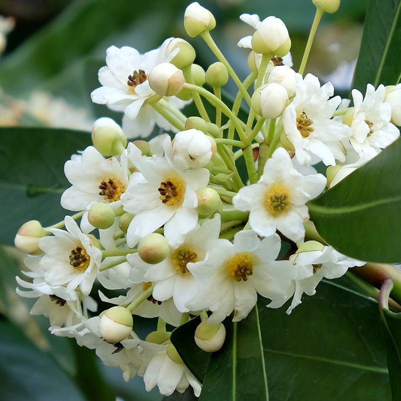 Drimys winteri - Cannelle de Magellan (Flowering)