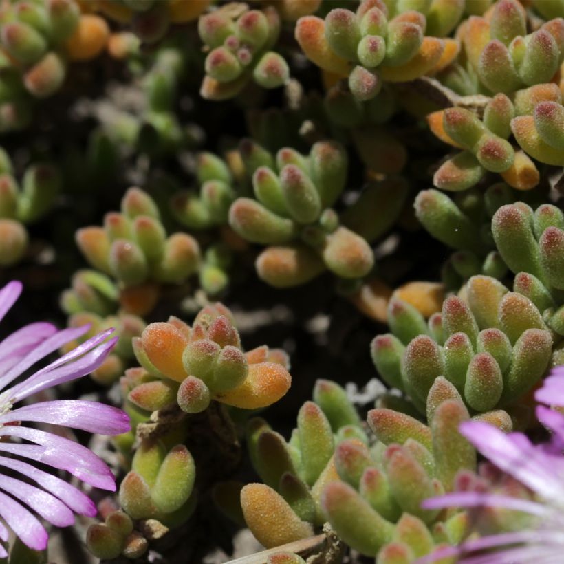 Drosanthemum candens (= floribundum) (Foliage)
