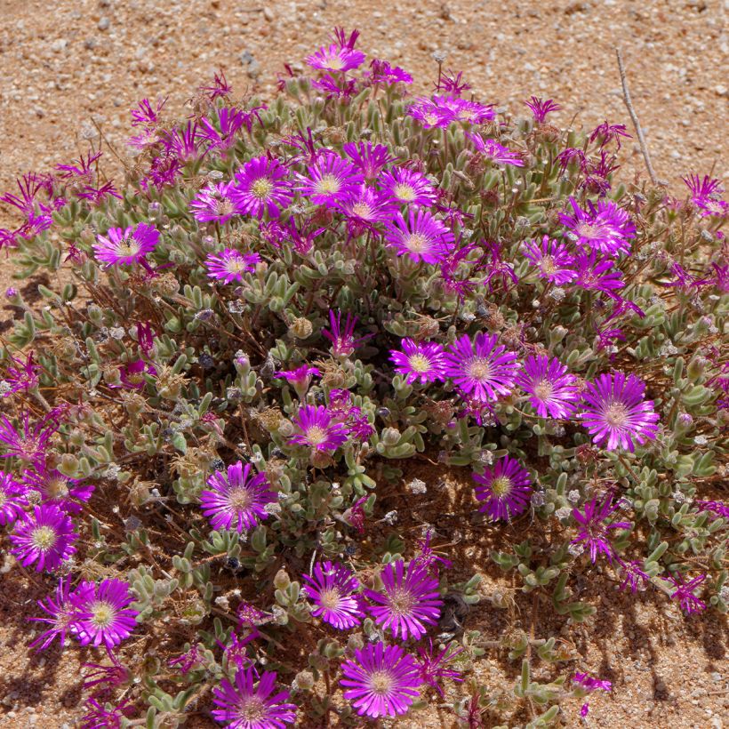 Drosanthemum hispidum - Grain de riz (Plant habit)