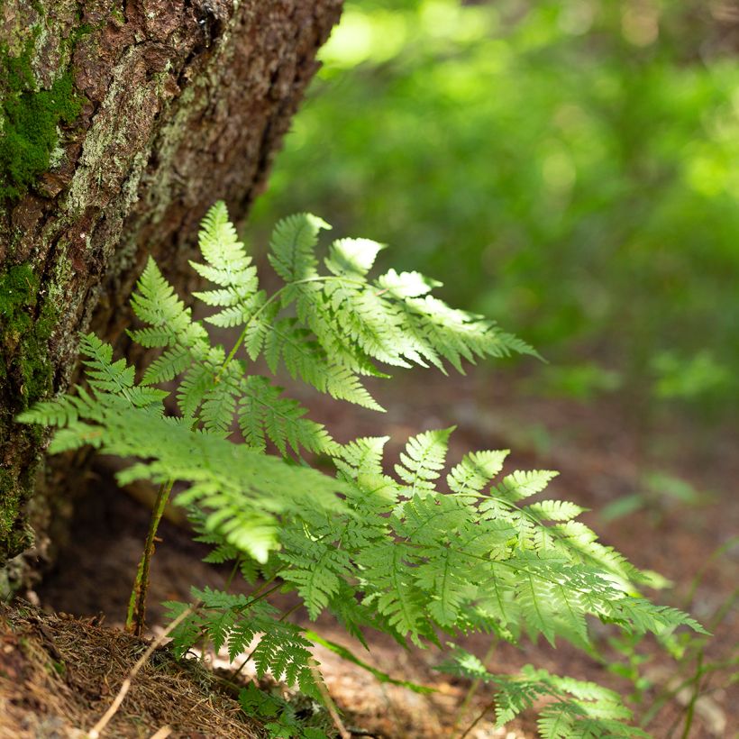 Dryopteris carthusiana - Fougère ou Dryoptéride des chartreux (Plant habit)
