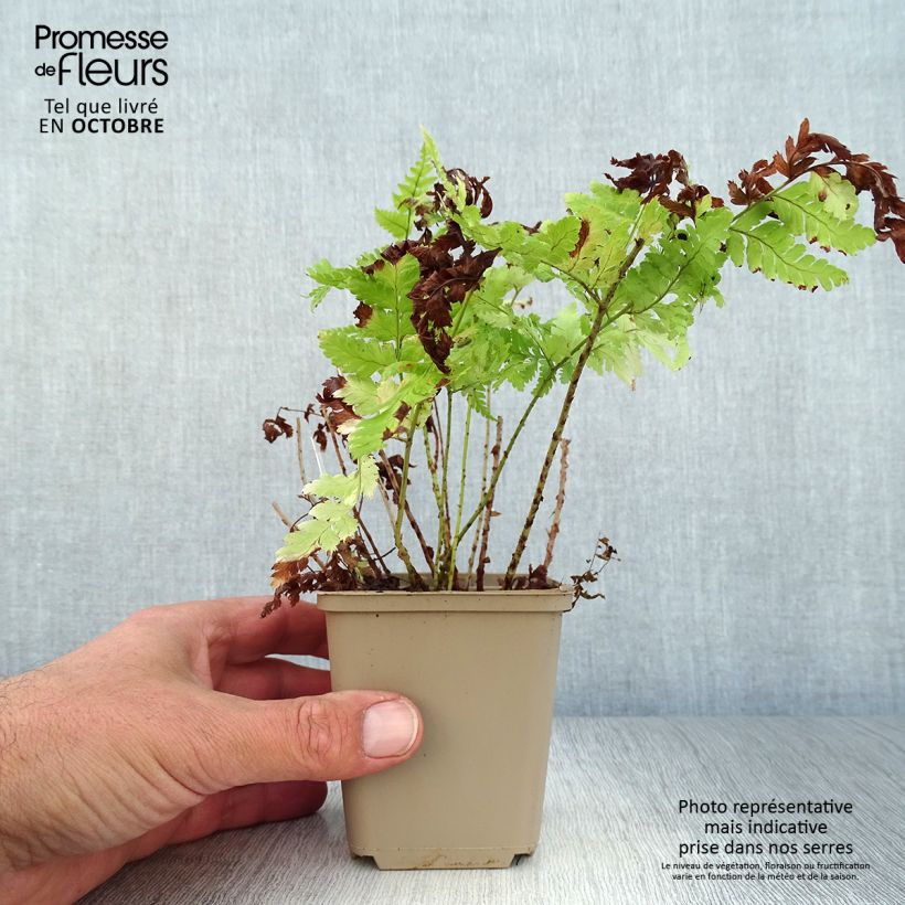 Example of Dryopteris dilatata - Fougère dilatée Godet de 8/9 cm as you get in automne
