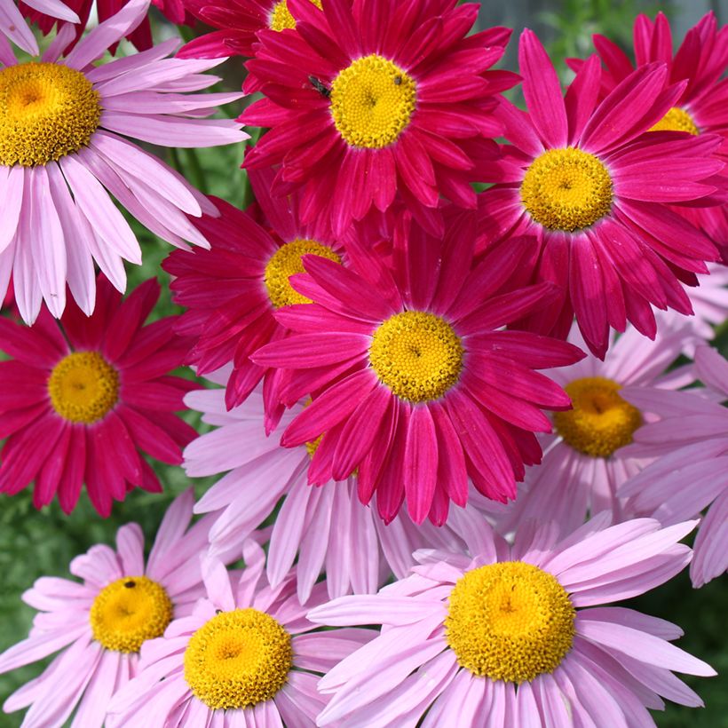 Duo Pyrèthres à petit prix (Flowering)