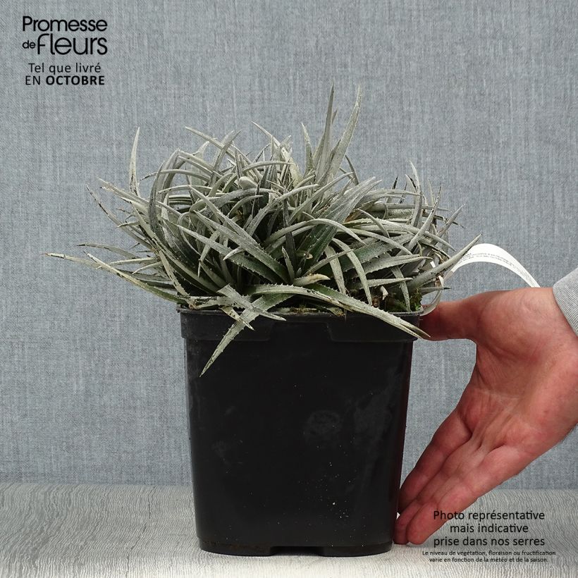 Example of Dyckia Pale Rider - Broméliacée Pot de 2L/3L as you get in automne