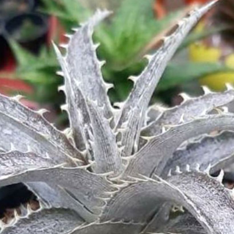 Dyckia Pale Rider - Broméliacée (Foliage)