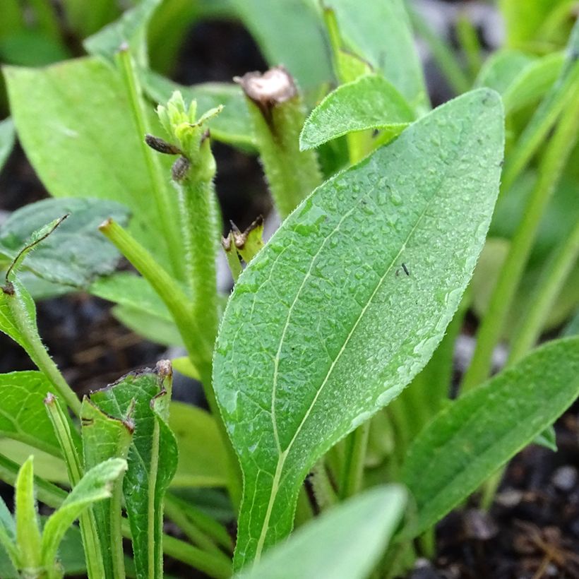 Echinacea Kismet blanc (White) - Echinacée (Foliage)