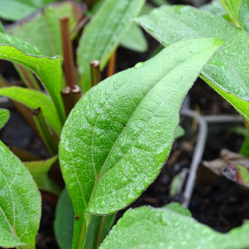 Echinacea Kismet Raspberry - Echinacée (Foliage)