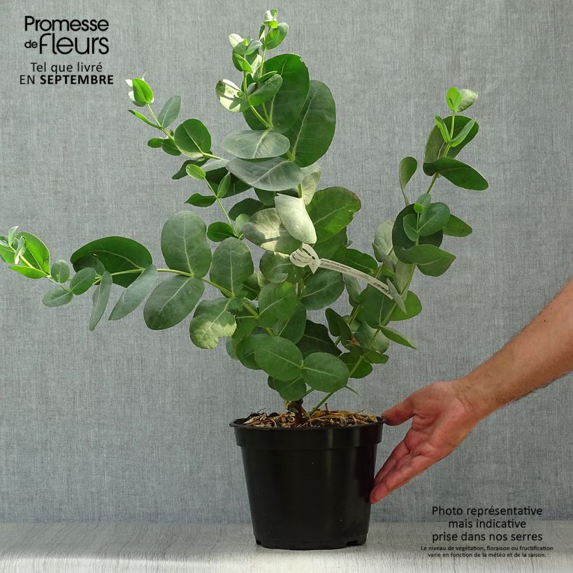 Example of Eucalyptus neglecta - Gommier d’Omeo Pot de 4L/5L as you get in automne