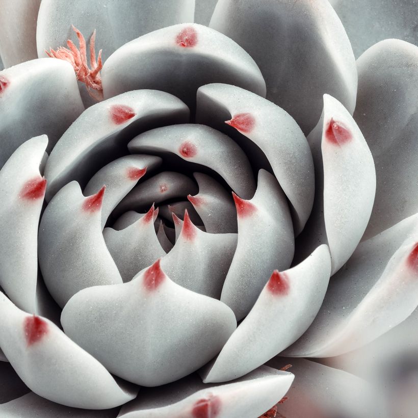 Echeveria Parva (Foliage)