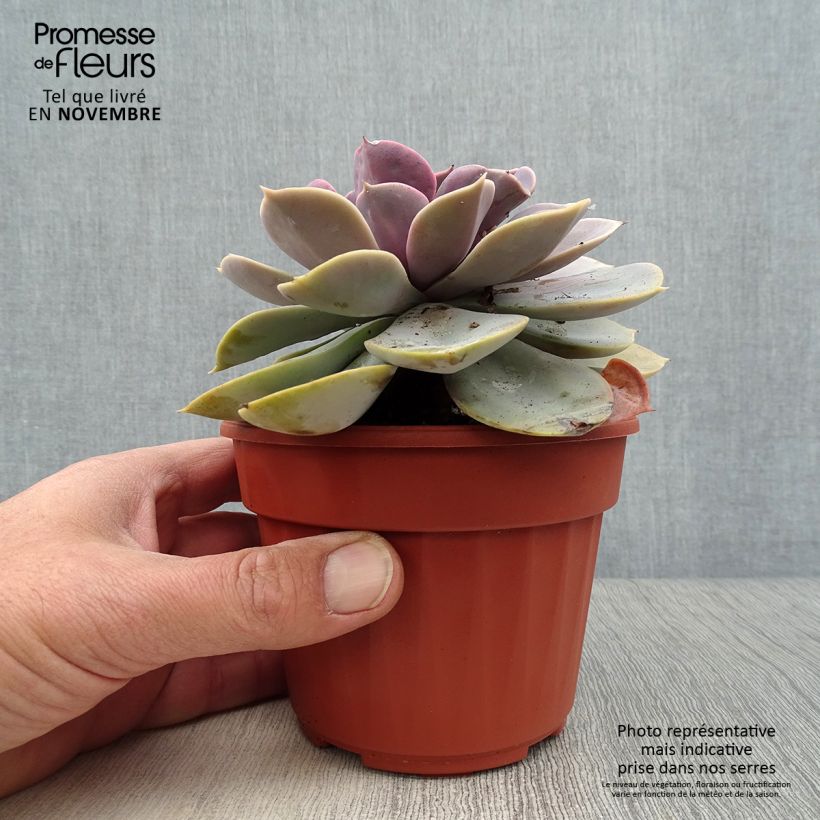 Example of Echeveria Perle Von Nürnberg Pot de 12 cm / 13 cm as you get in automne