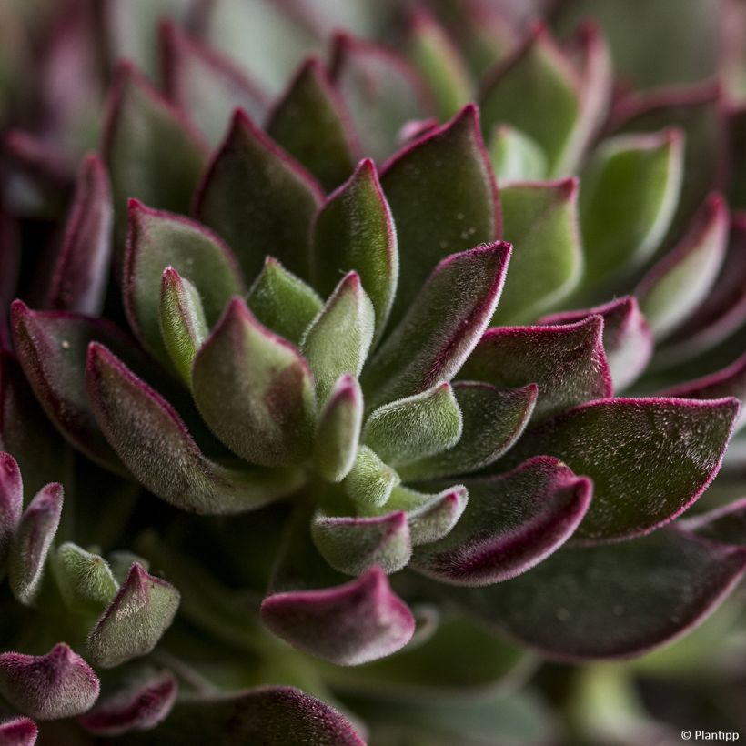 Echeveria hybride Devotion (Foliage)