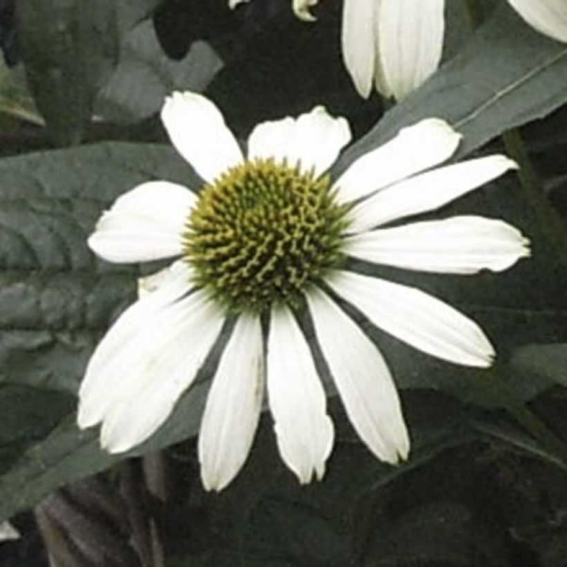 Echinacea purpurea Virgin - Echinacée (Flowering)