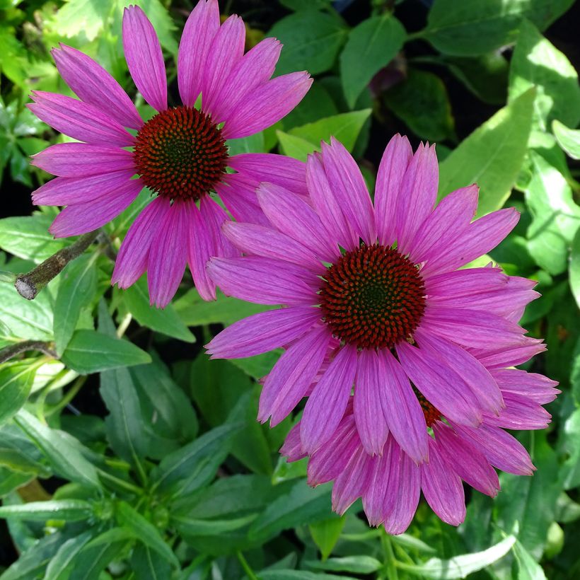 Echinacea Avalanche - Echinacée (Flowering)