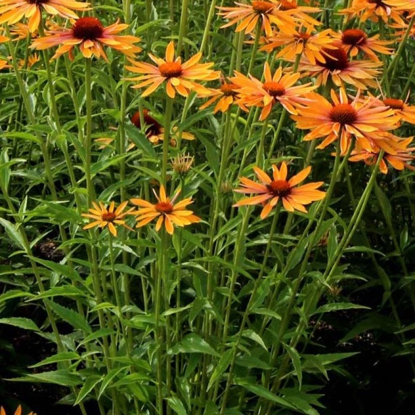 Echinacea Big Kahuna - Echinacée (Foliage)