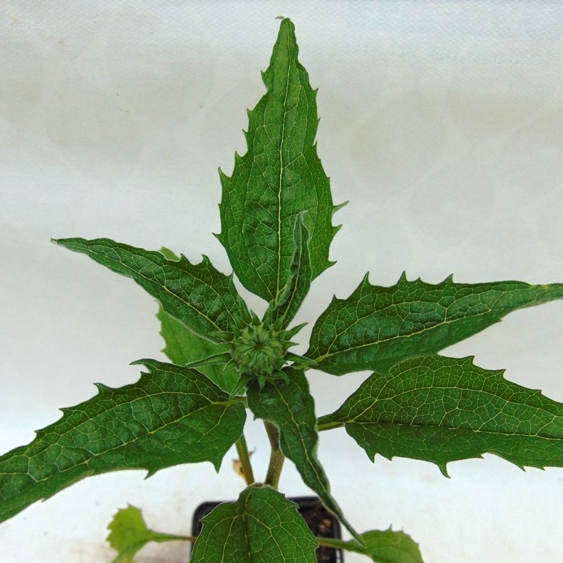 Echinacea Catharina - Echinacée (Foliage)