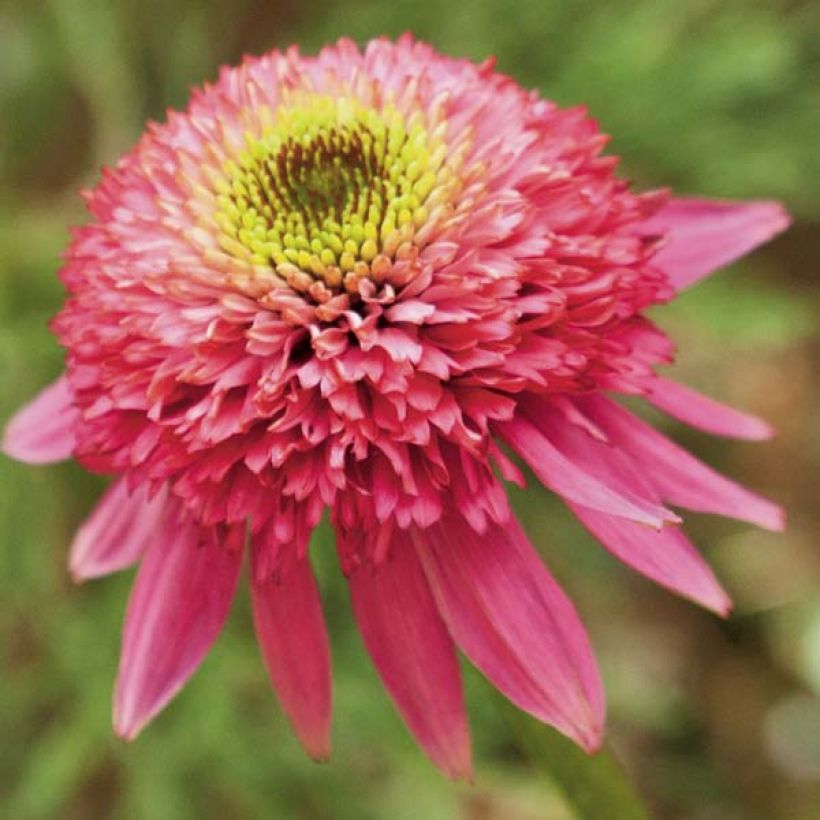 Echinacea Catharina - Echinacée (Flowering)