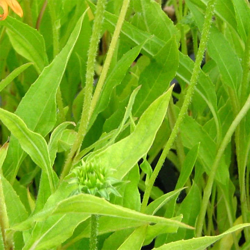 Echinacea Colourburst Orange - Echinacée (Foliage)