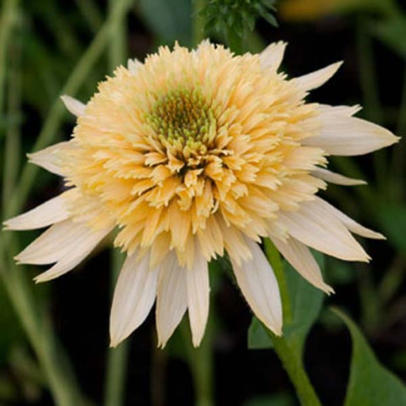 Echinacea Coupe Soleil - Echinacée (Flowering)