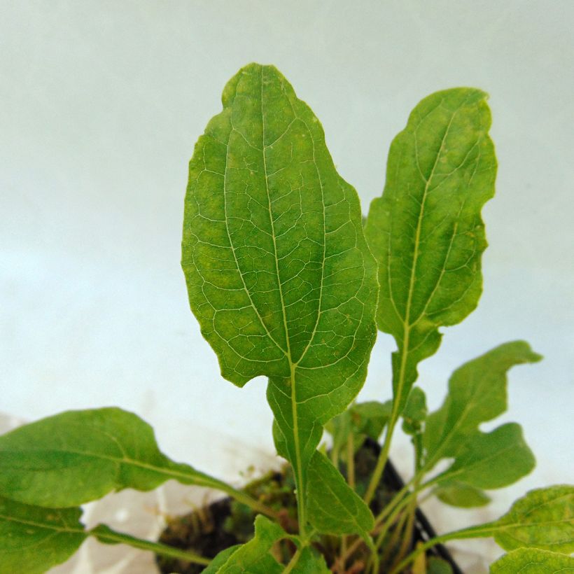 Echinacea Cranberry Cupcake - Echinacée (Foliage)