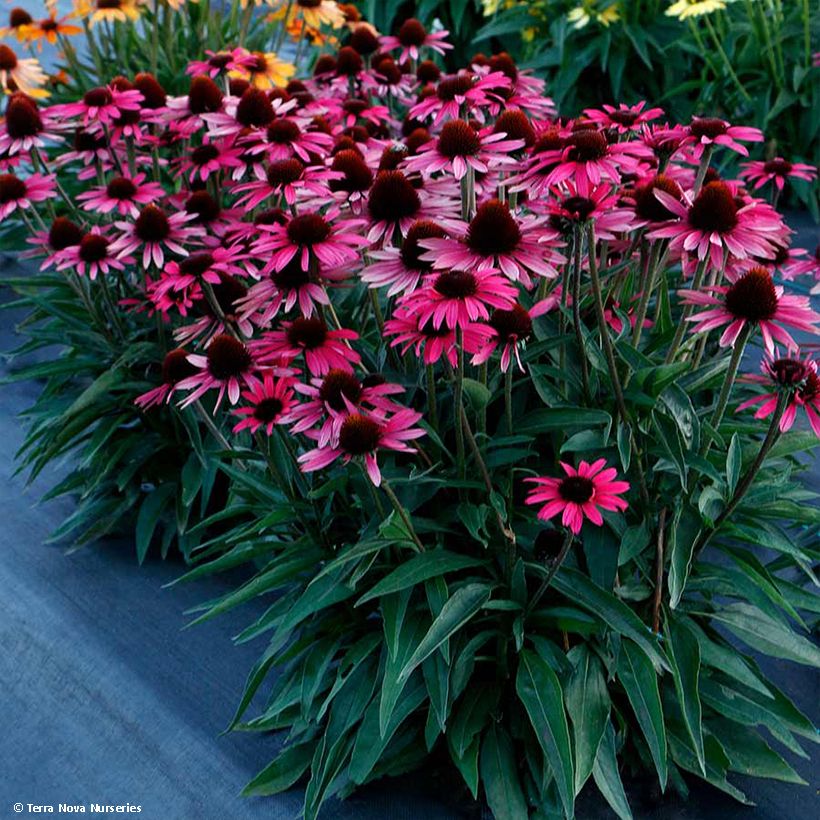 Echinacea Dark Shadows Wicked - Echinacée (Plant habit)