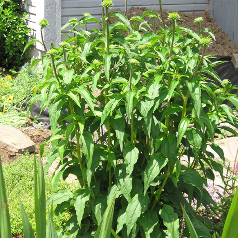 Echinacea Ferris Wheels - Echinacée (Plant habit)
