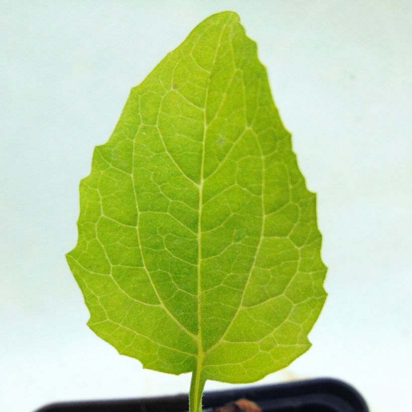 Echinacea Green Jewel - Echinacée (Foliage)