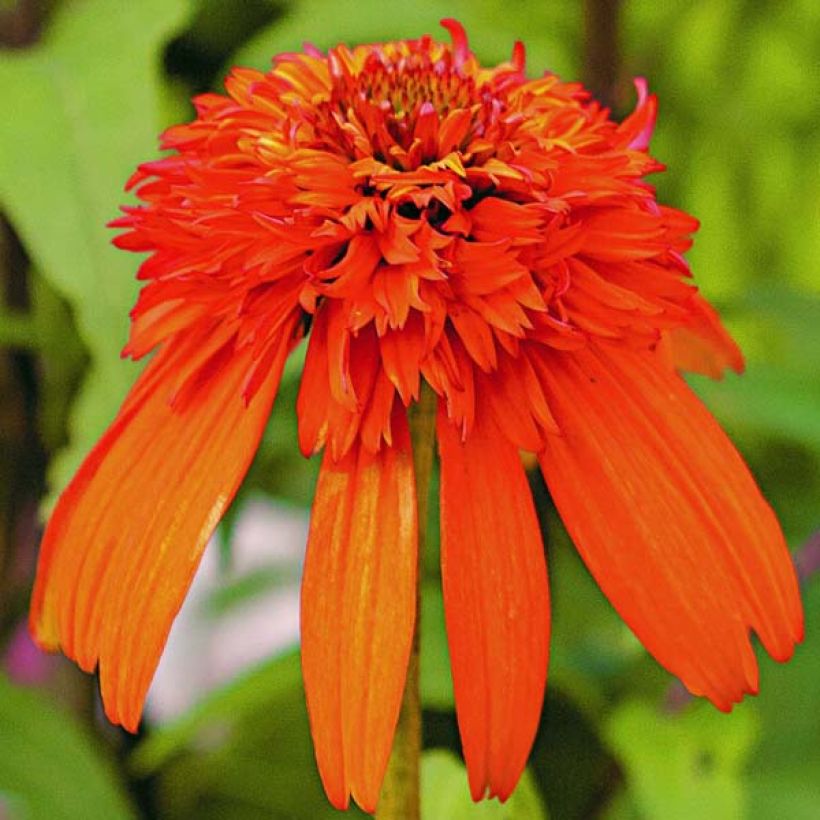 Echinacea Hot Papaya - Echinacée (Flowering)