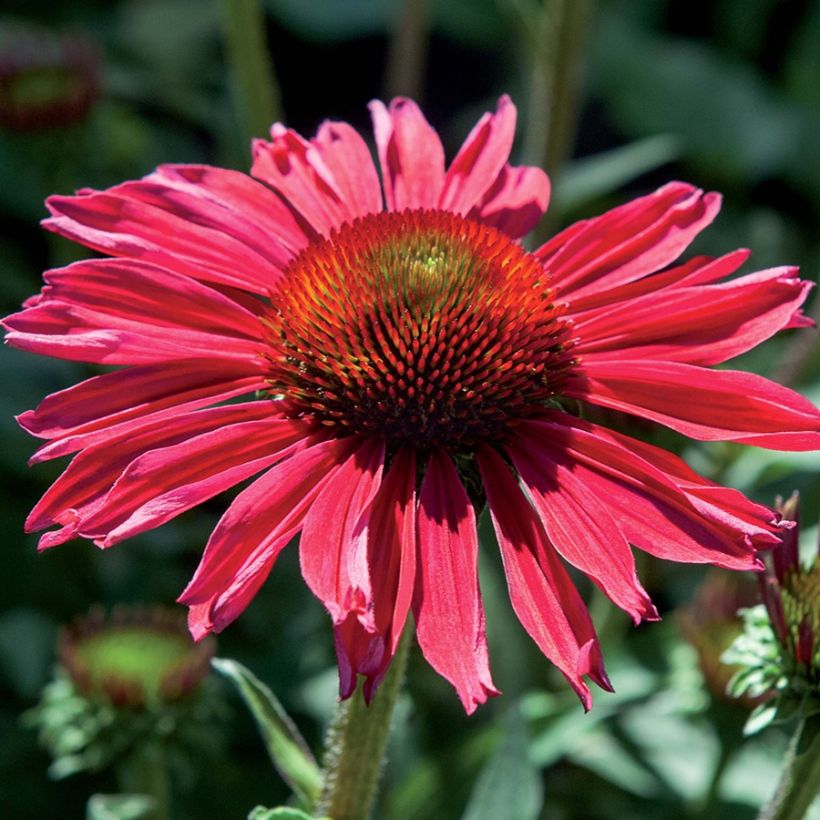 Echinacea Kismet Raspberry - Echinacée (Flowering)