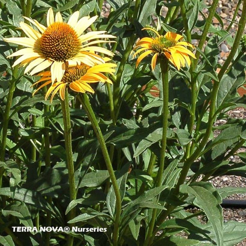 Echinacea purpurea Mac 'n' Cheese - Echinacée (Foliage)
