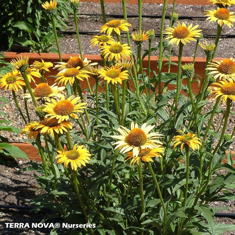 Echinacea purpurea Mac 'n' Cheese - Echinacée (Plant habit)