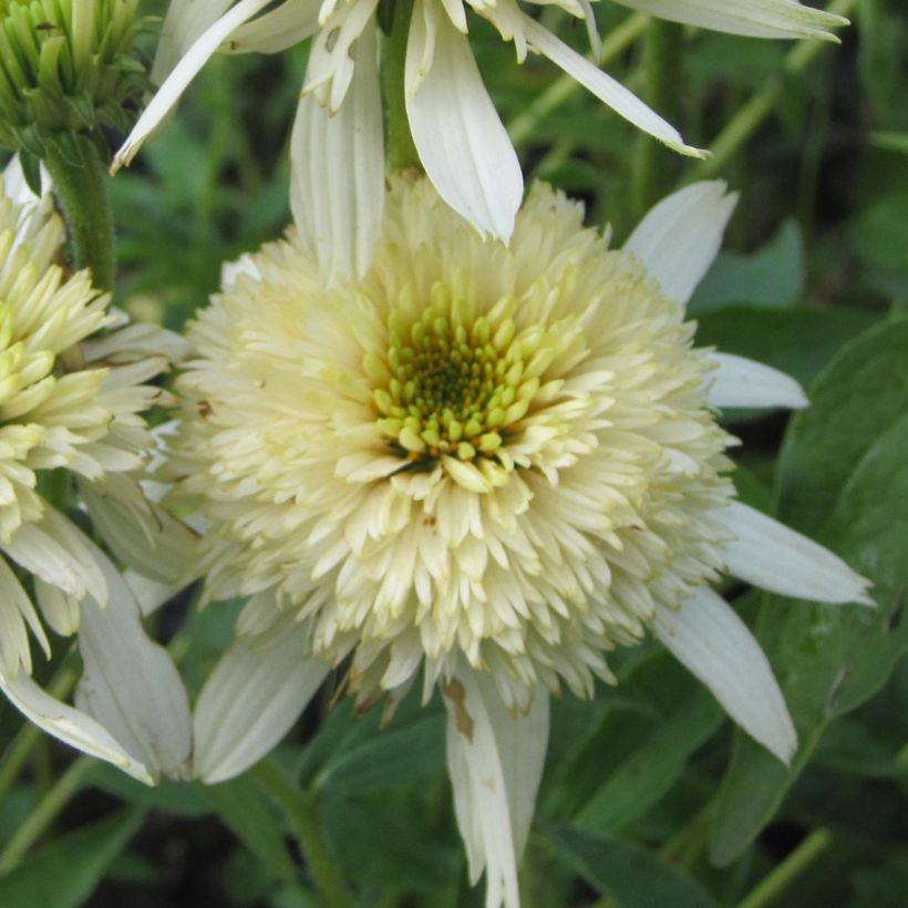 Echinacea purpurea Mozzarella - Echinacée (Flowering)