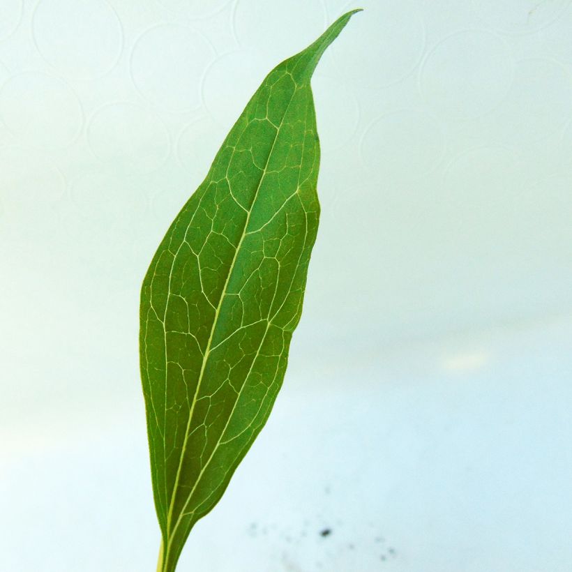 Echinacea Secret Passion - Echinacée (Foliage)
